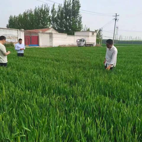 春风卷地起麦浪，防控病害保丰收