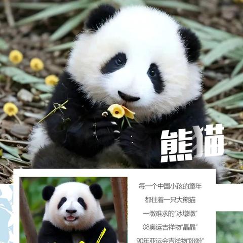 【启航成都亲子游&七彩九寨】走进古蜀文明，解密三星堆，对话杜甫李白，撩滚滚熊猫，拜水都江堰，九寨、黄龙一网打尽双飞双动6日游