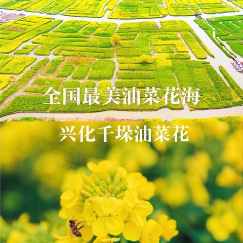 烟花三月下扬州 千垛油菜盛花开 ‍泰州•扬州🌼赏花两日亲子游 ‍   烟花三月•只此江南 ‍