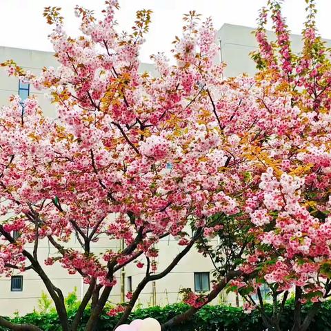 醉美樱花节🌸