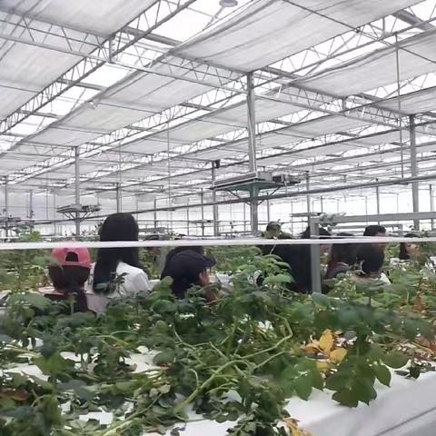 圧浪县马铃薯基地：现代农业发展的生动实践