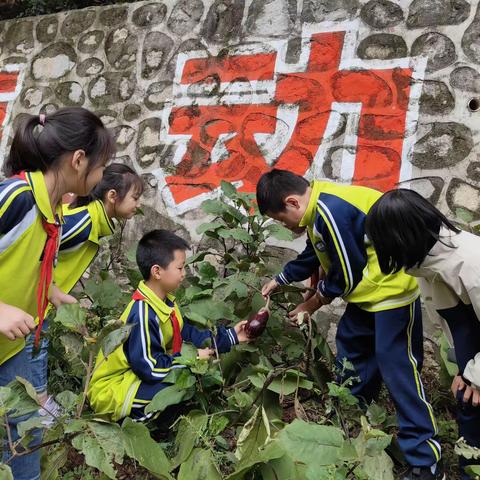 竹峪镇丹阳小学菜地摘菜劳动实践活动总结