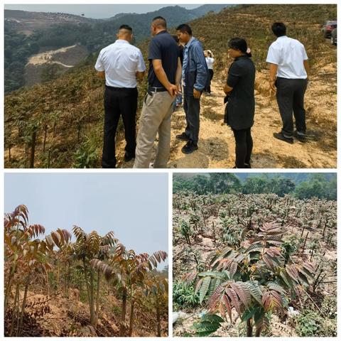 澜沧县供销社：实地取经谋发展，为邦佑村乡村振兴“添椿”动力