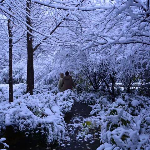 踏雪寻梅