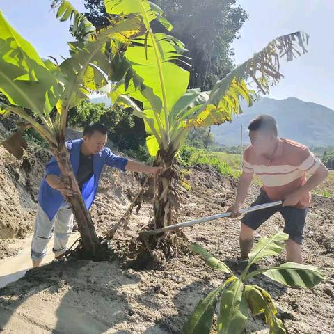 Remarkable Achievements in Agricultural Rehabilitation in Maliang Village