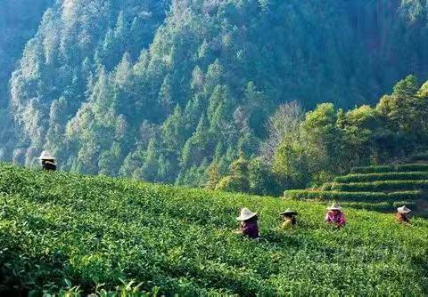 🌿清明节限定版室外境教🌿 🌱【茶田拾春 | 小小茶农】🌱 🎍【挖翡翠竹 | 嫩竹尝鲜】🎍 🌸【少年采风 | 茶旅研学】🌸