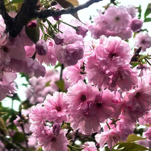 聆听语声的简篇