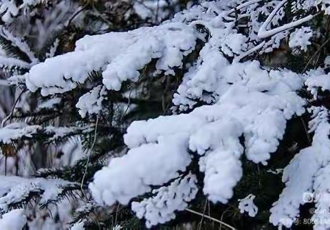 依兰特教学校  暴风雪天气———致家长一封信