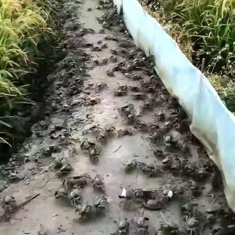 盘锦稻田河蟹肥美上市 万家福所有门店欢迎选购