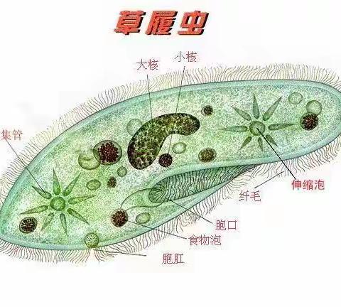 生物实验——观察草履虫  初一（7）班