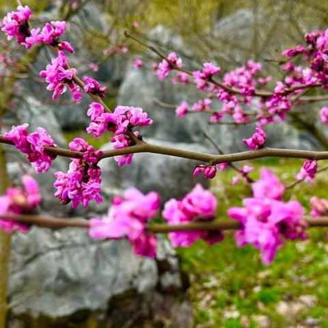 赏花之乐常相伴，高山有机雷竹笋免费送