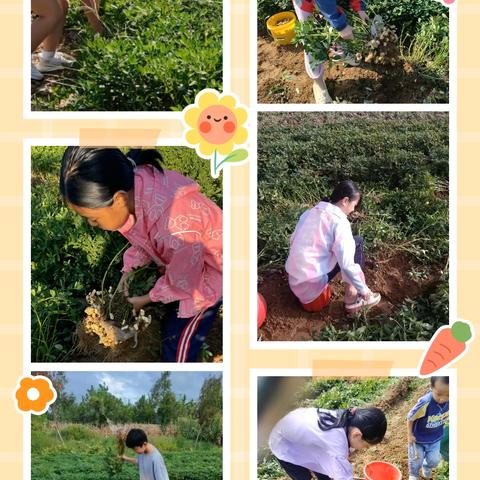 劳动结硕果 秋收落花生——夏庄镇石岭小学五年级一班劳动实践活动