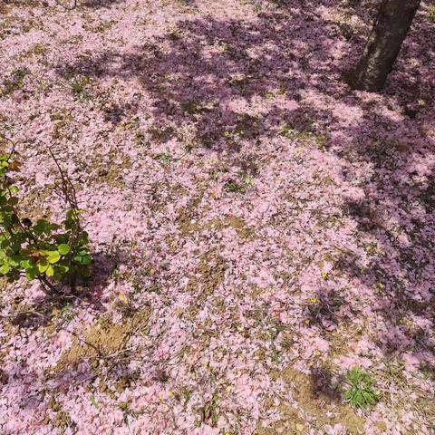 校园樱花葬：以花为引，润泽心灵