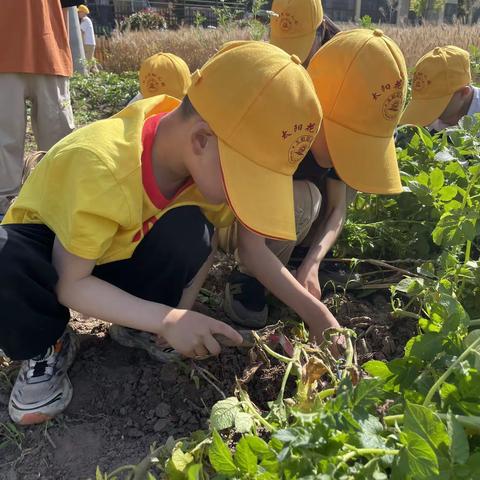 🌻太阳花幼儿园大一班自然课堂之———《一起来挖土豆啦！🥔》