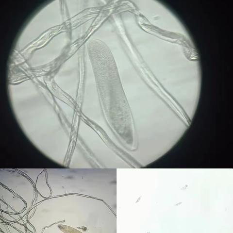 单细胞生物——草履虫的观察    初一（6）班实验课记录