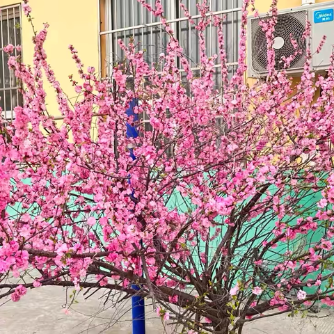 逐梦青春，“艺”展风采 ‍赞皇县西龙门镇中心小学 ‍第二届校园艺术节