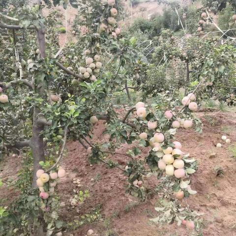 颖慧尔蒙正徳行走的课堂---丰收节庆丰收【周六单日】