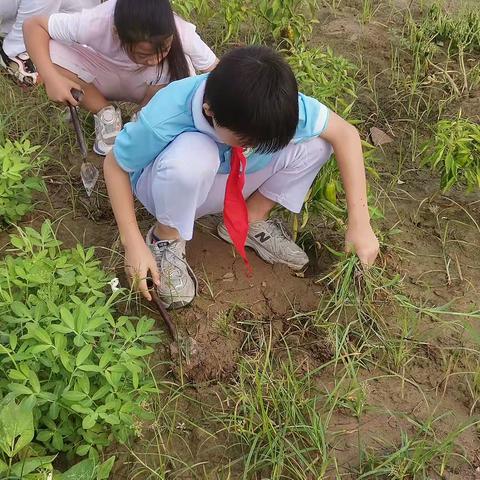 劳动励心智，实践促成长——开封市魏都路小学五二班劳动实践活动纪实