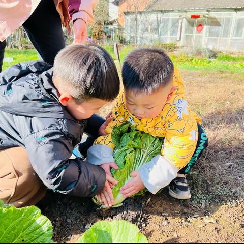 “趣”秋收——遇见白菜🥬 伊禾幼儿园小八班