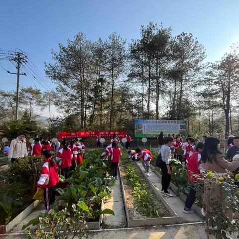 “‘蔬’香为伴，尚书丰收 ”官庄中心小学2024-2025学年第一学期劳动基地采摘暨总结表扬活动