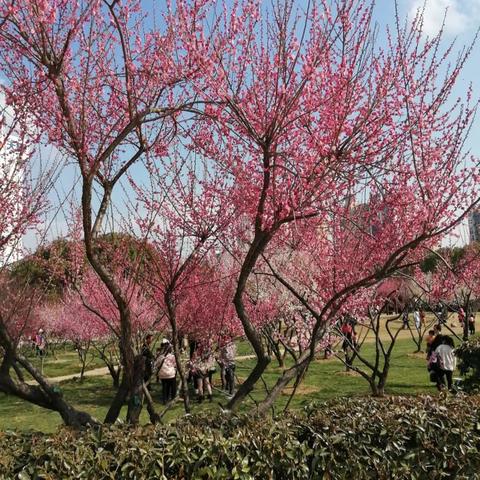 “不负好秋日，教研正当时”——新洲区第一初级中学第二次大教研活动纪实