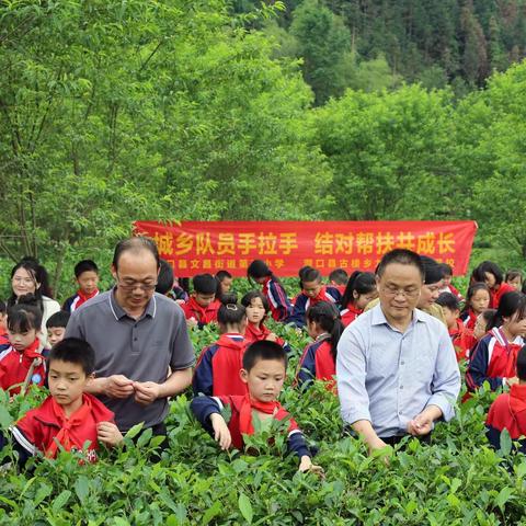 采茶实践创新课，城乡携手共成长         ——文昌街道第三小学与古楼八一学校开展手拉手结对共建活动