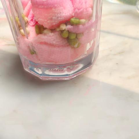 豆子发芽观察记