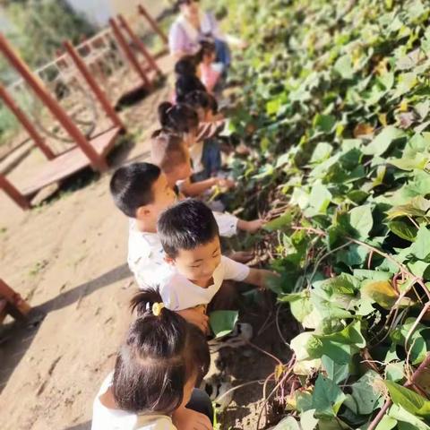 “薯🍠你快乐，与你分享”——步步川幼儿园中小班红薯自然主题活动