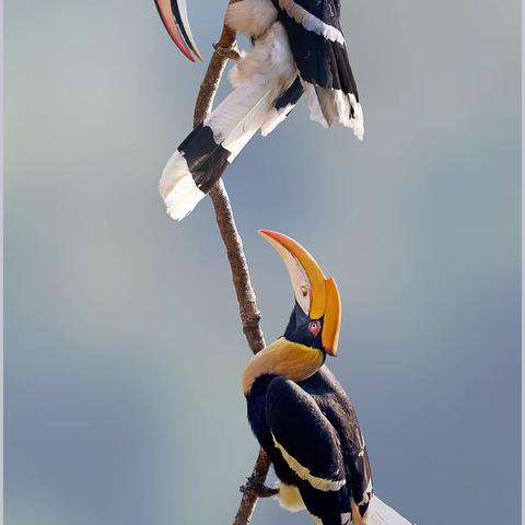 盈江犀鸟谷拍鸟团火热招募