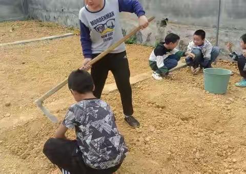 勤耕笃行  实践育人--黄双九年一贯制学校举行劳动实践基地开耕播种启动仪式