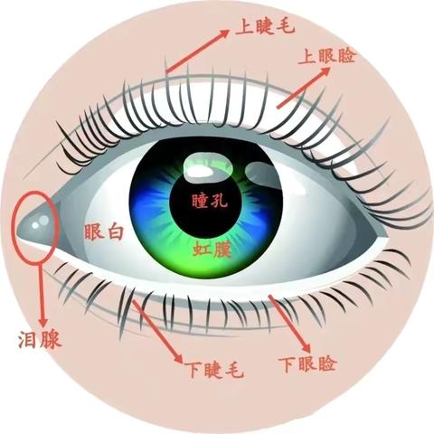 台头镇中学——近视防控宣传教育