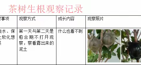 “一分变多”的悟空毫毛 ——关于在树枝上生根的研究