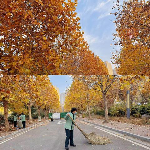 落叶纷飞季，清扫不停歇。韩城市城投经发物业服务有限公司市医院项目保洁团队一笔一划挥动着扫把，为项目环境卫生添色彩。