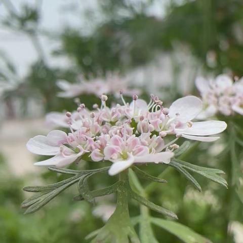 鸟语花香踏青趣