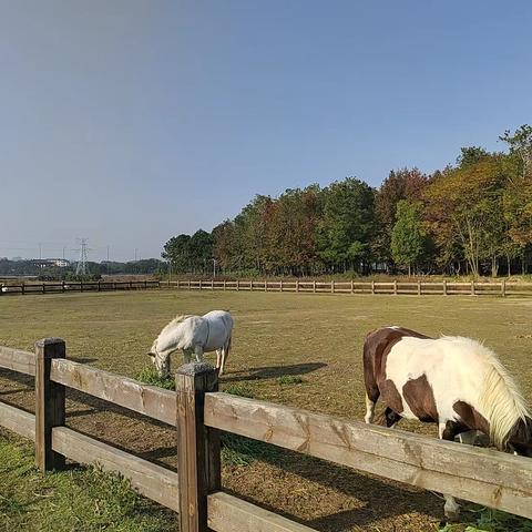 冬日远足，青春作伴——西平县第九初级中学举行冬日远足活动