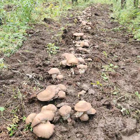乌兰坝国家级自然保护区林下仿野生菌种植试验喜获丰收