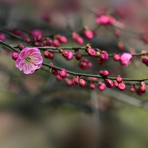 红梅花儿开