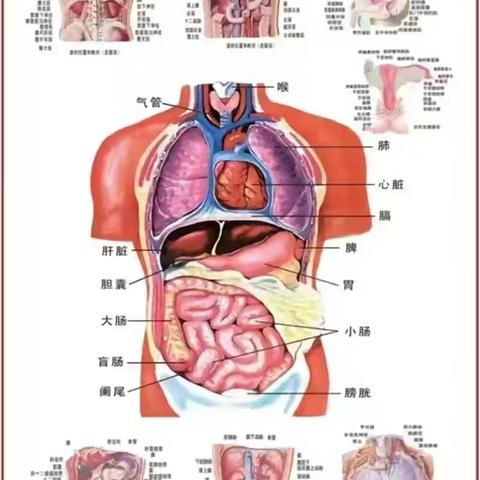 脾胃健康与人体构造：从中医到现代医学的全面解析