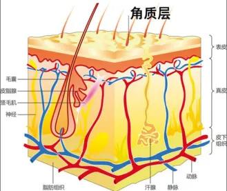 果酸、水杨酸、复合酸，哪种才是适合你的酸？