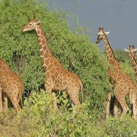 Kiss baby ——启智班美术🎨第九节课《长颈鹿🦒》