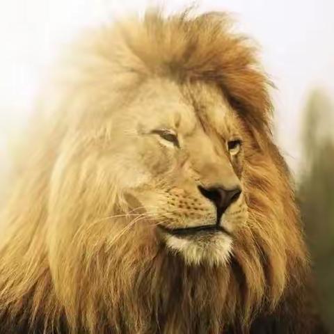 Kiss baby ——启智班美育🎨第十二节课《小狮子🦁》