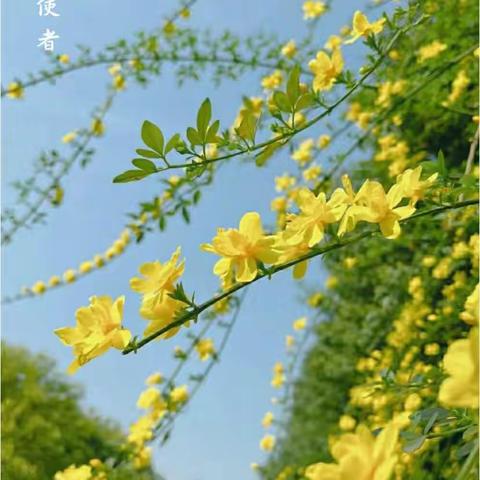 【福安小时代美术】 米妮班美育第二节课《春暖花开》