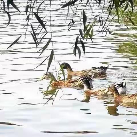 【福安小时代美术】 米妮班美育第六节课《春江水暖鸭先知🦆》