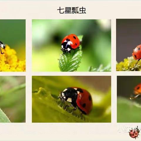 【福安小时代美术】 米妮班美育第四节课《七星瓢虫🐞》