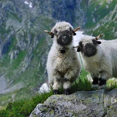 【福安小时代美术】 米妮班美育第七节课《黑鼻羊》