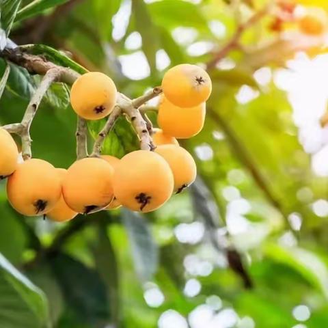 【福安小时代美术】 米妮班美育第九节课《枇杷》