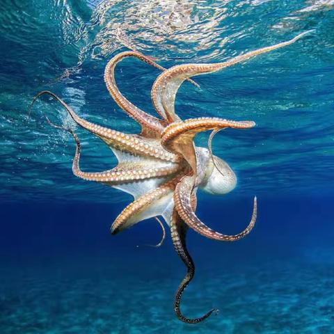 【福安小时代美术】 米妮班美育第十一节课《章鱼🐙》