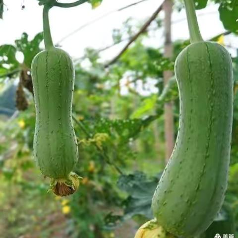 【福安小时代美术】 米妮班美育第十三节课《丝瓜》