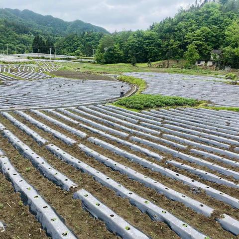 以“劳”树德，以“劳”育美——城关小学一五班劳动实践教育