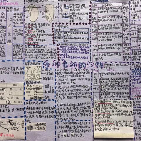 寒假七年级学生 优秀生物思维导图展